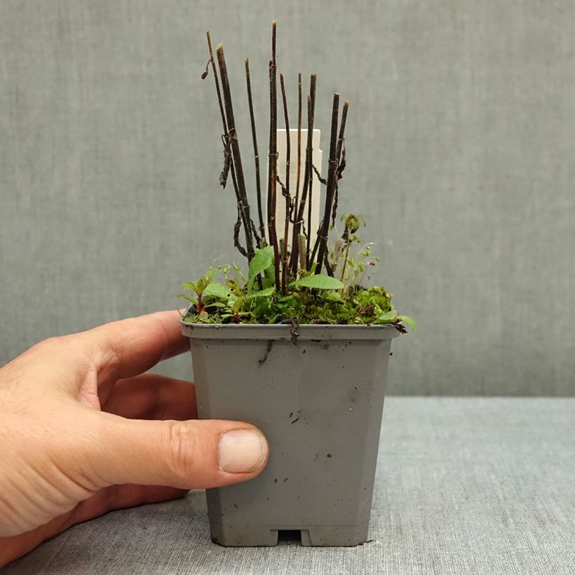 Esimerkki syksyllä toimitetusta Tähkäverbena Pink Spires 8/9 cm taimiruukku-taimesta