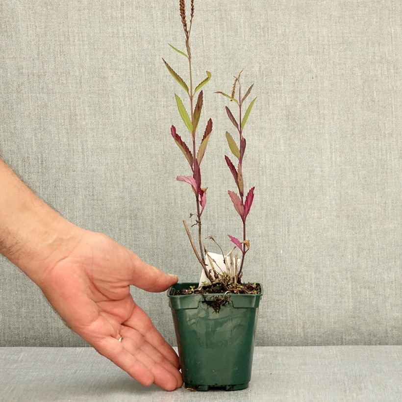 Esimerkki kesällä toimitetusta Tähkäverbena Pink Spires 8/9 cm taimiruukku-taimesta