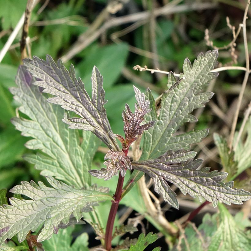 Rohtoverbena Bampton (Lehvistö)