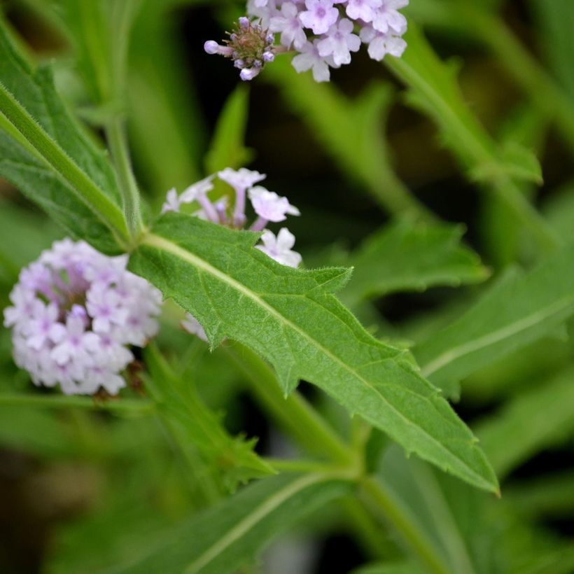 Siniverbena Polaris (Lehvistö)