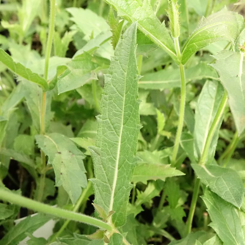 Siniverbena Venosa (Lehvistö)