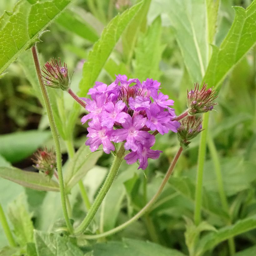 Siniverbena Venosa (Kukinta)