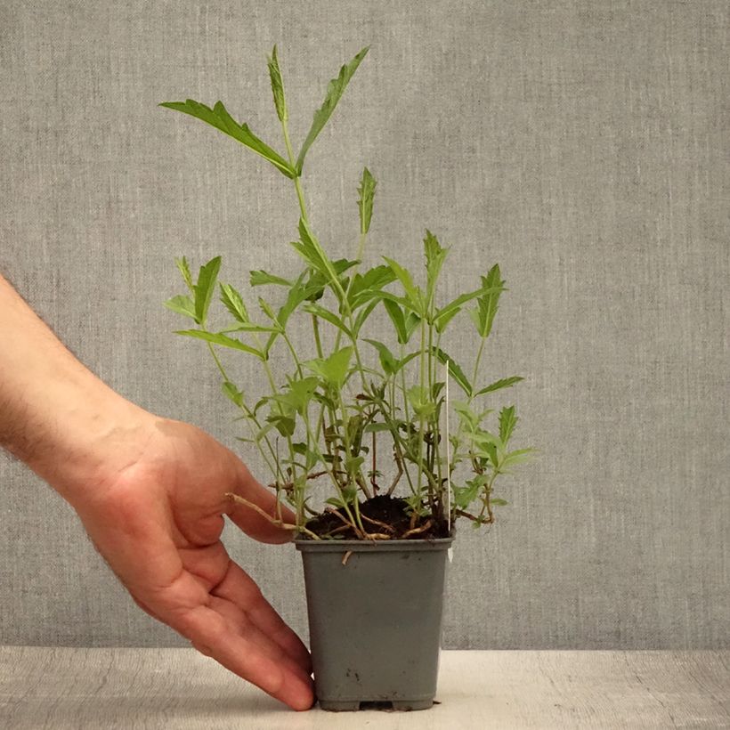 Esimerkki kesällä toimitetusta Siniverbena Venosa Taimiruukku 8/9 cm-taimesta