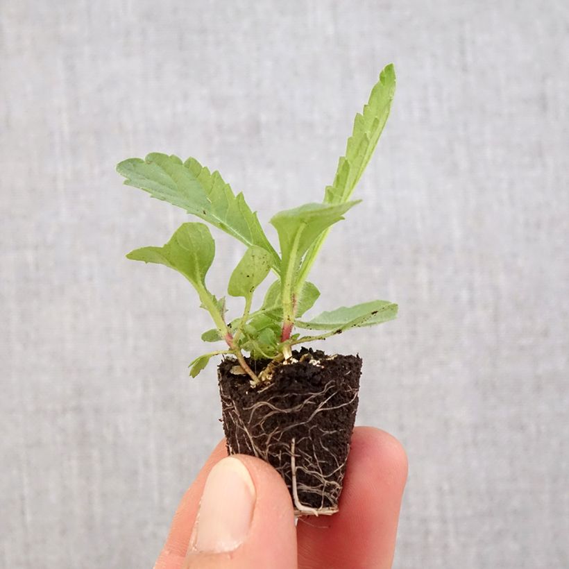 Esimerkki keväällä toimitetusta Siniverbena Venosa Minipaakku Ø 3/4 cm-taimesta