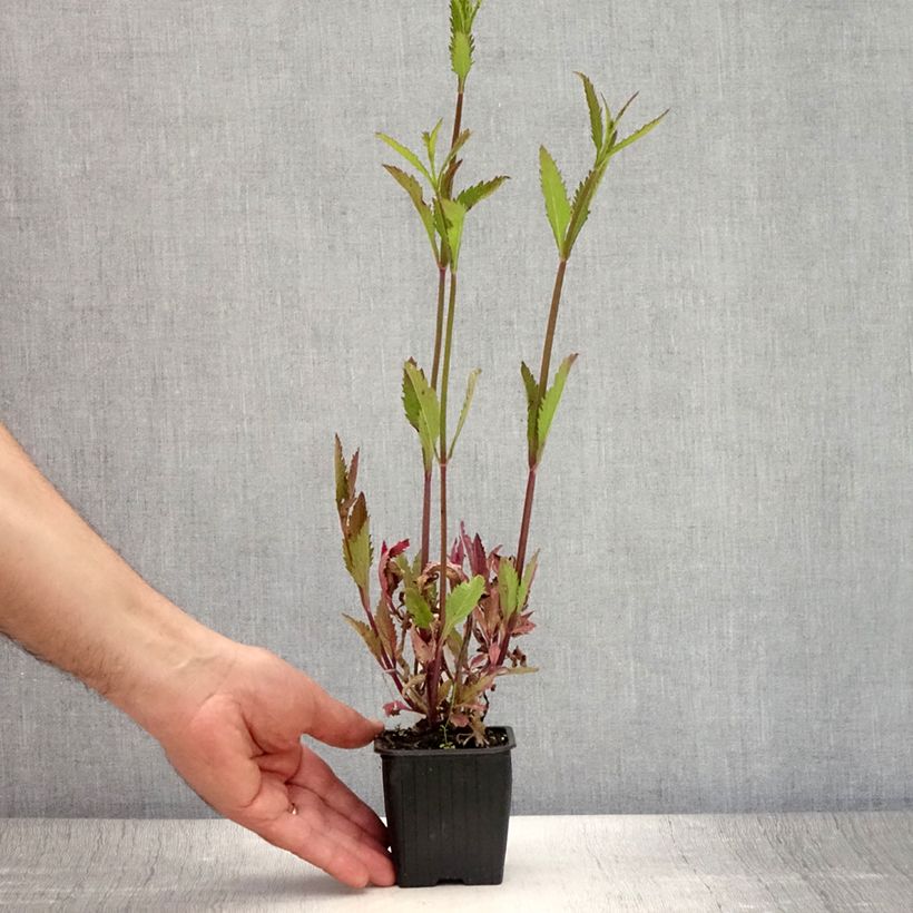 Esimerkki kesällä toimitetusta Tarhaverbena Lavender Spires Taimiruukku 8/9 cm-taimesta