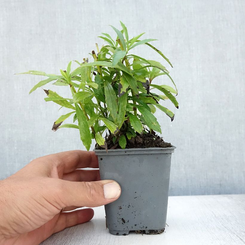 Esimerkki kesällä toimitetusta Kanadanpiisku - Solidago canadensis Taimiruukku 7/8 cm-taimesta