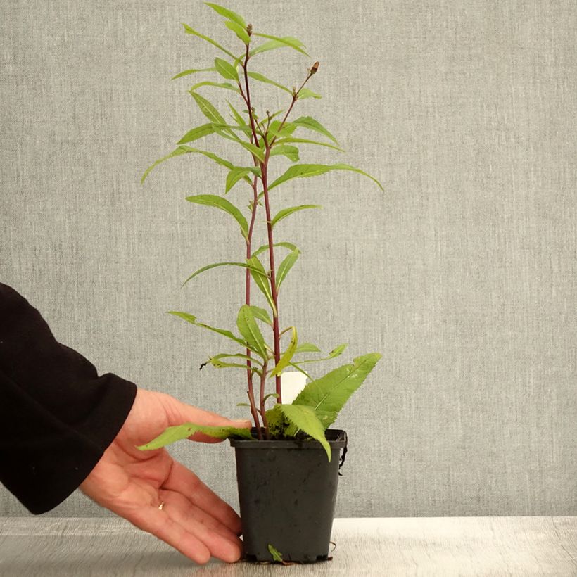 Esimerkki syksyllä toimitetusta Vernonia arkansana 8/9 cm taimiruukku-taimesta