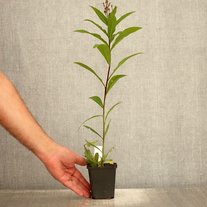 Esimerkki kesällä toimitetusta Vernonia arkansana Taimiruukku 8/9 cm-taimesta