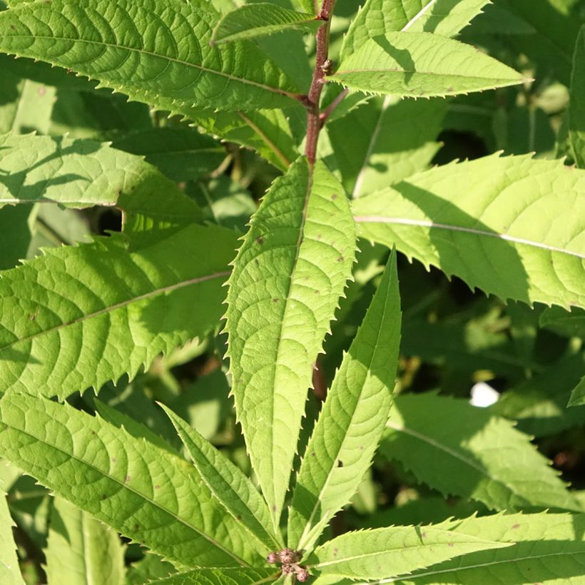 Vernonia arkansana (Lehvistö)
