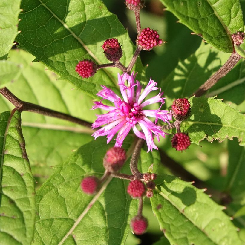Vernonia arkansana (Kukinta)