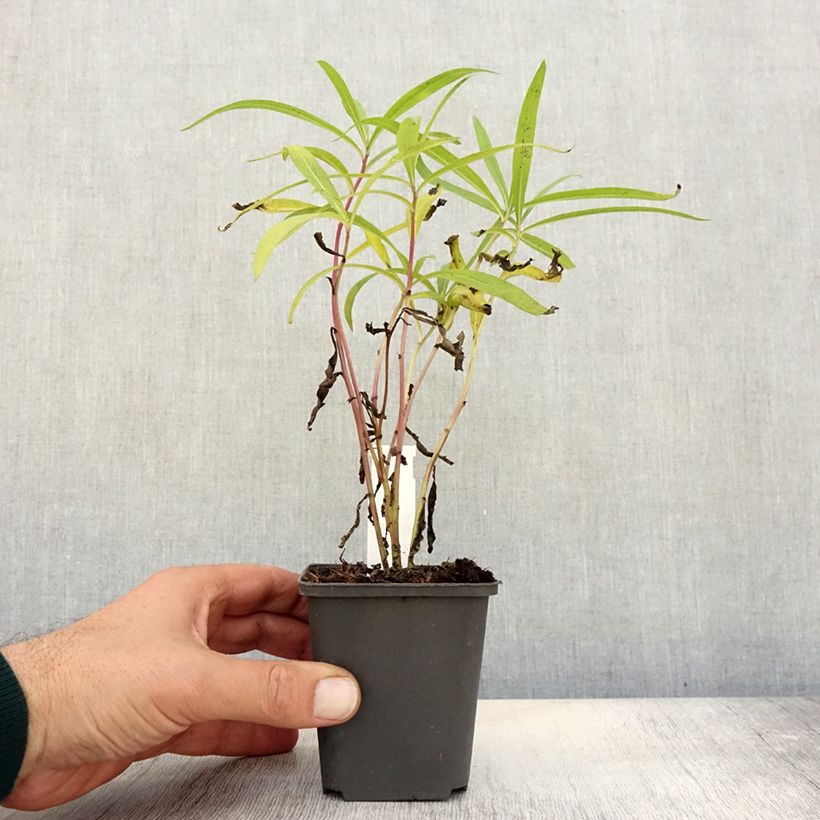 Esimerkki syksyllä toimitetusta Vernonia baldwinii 8/9 cm taimiruukku-taimesta
