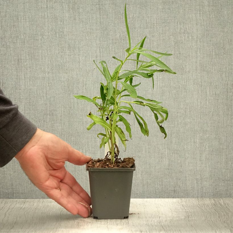 Esimerkki kesällä toimitetusta Vernonia baldwinii Godet de 8/9 cm-taimesta