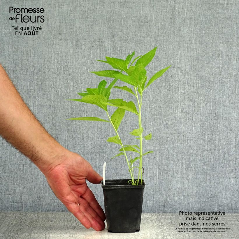 Esimerkki kesällä toimitetusta Vernonia crinita var. alba Godet de 8/9 cm-taimesta