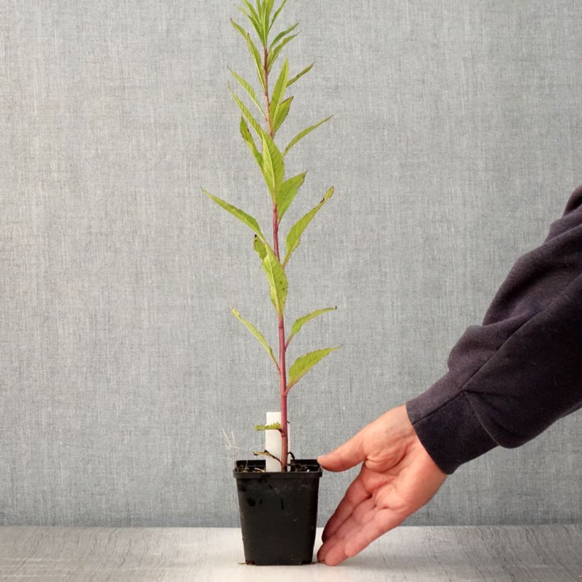 Esimerkki kesällä toimitetusta Vernonia crinita Mammuth Godet de 8/9 cm-taimesta