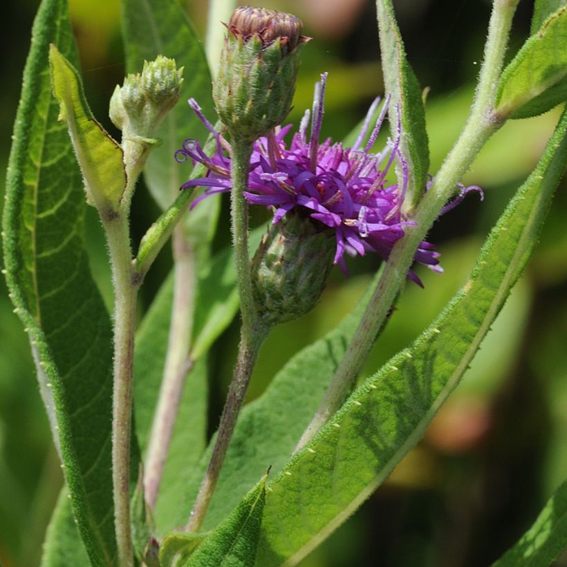 Vernonia gigantea (Lehvistö)