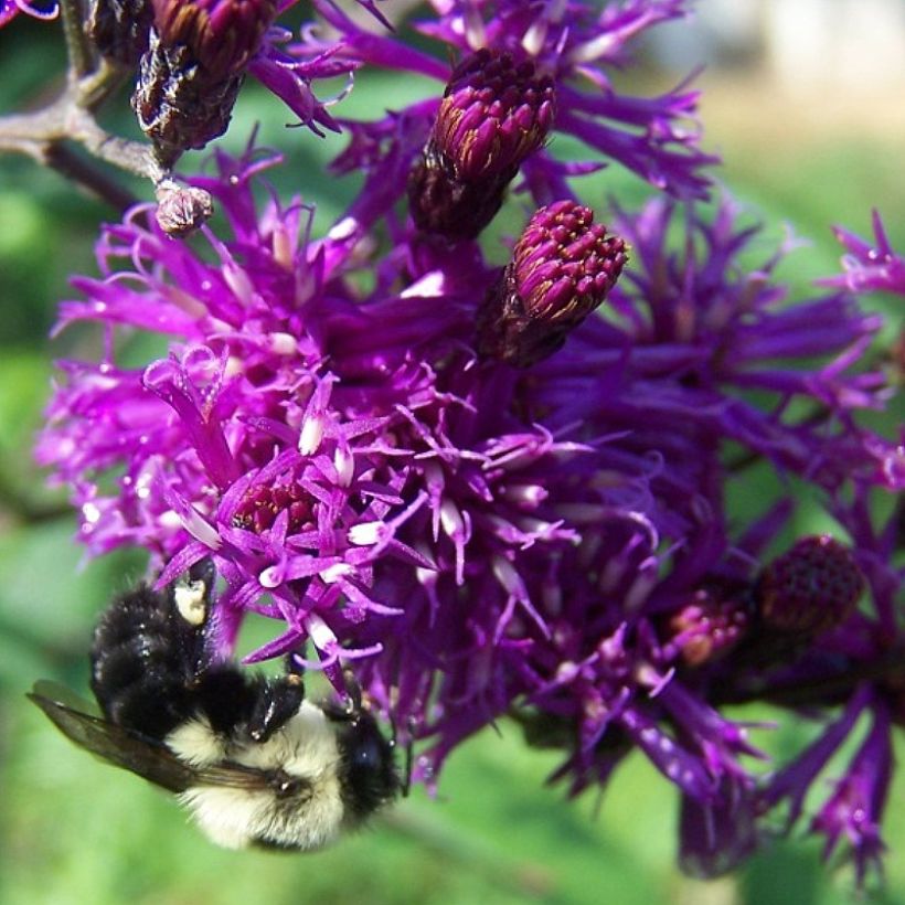Vernonia gigantea (Kukinta)