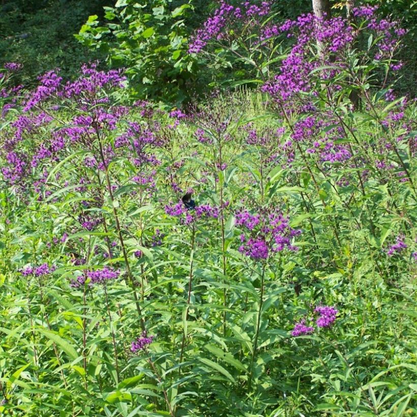 Vernonia gigantea (Kasvutapa)