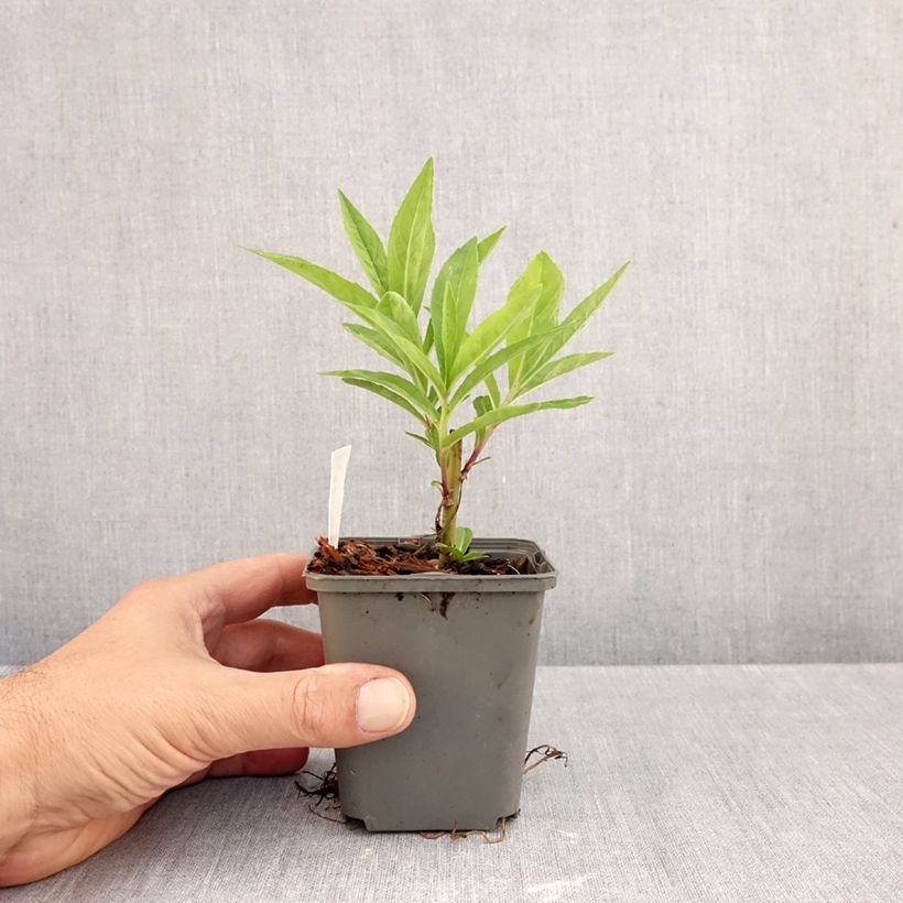 Esimerkki syksyllä toimitetusta Vernonia gigantea 8/9 cm taimiruukku-taimesta