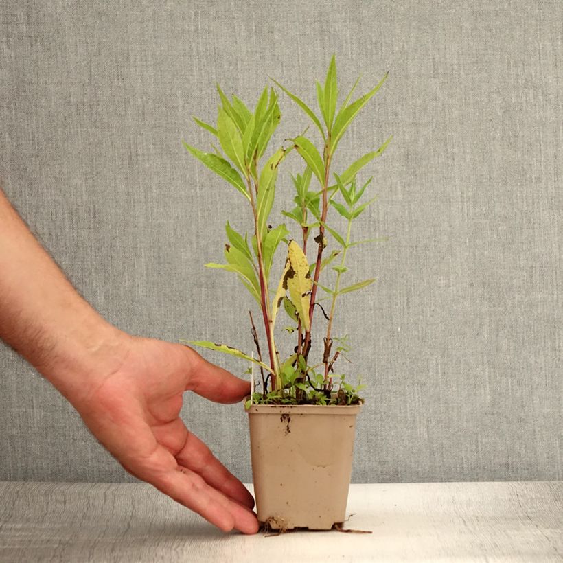 Esimerkki kesällä toimitetusta Vernonia gigantea Godet de 8/9 cm-taimesta