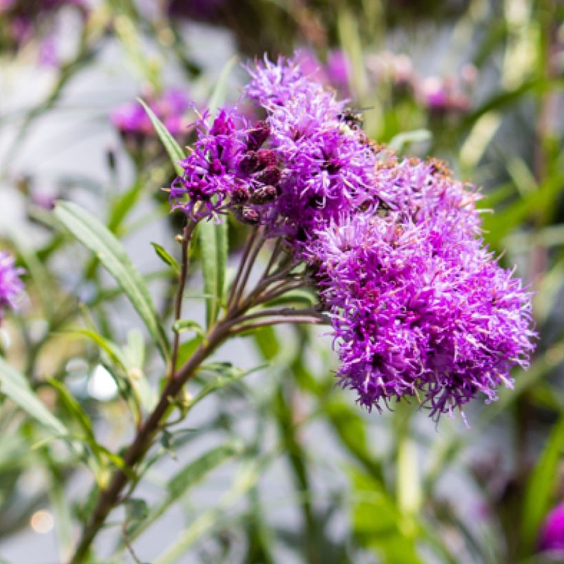 Vernonia lettermannii (Kukinta)
