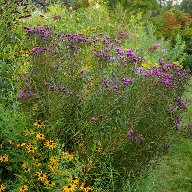 Vernonia lettermannii (Kasvutapa)