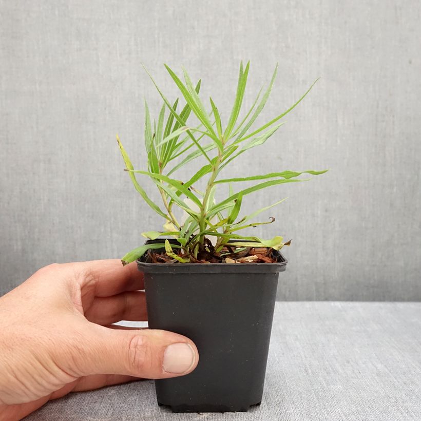 Esimerkki syksyllä toimitetusta Vernonia lettermannii 8/9 cm taimiruukku-taimesta