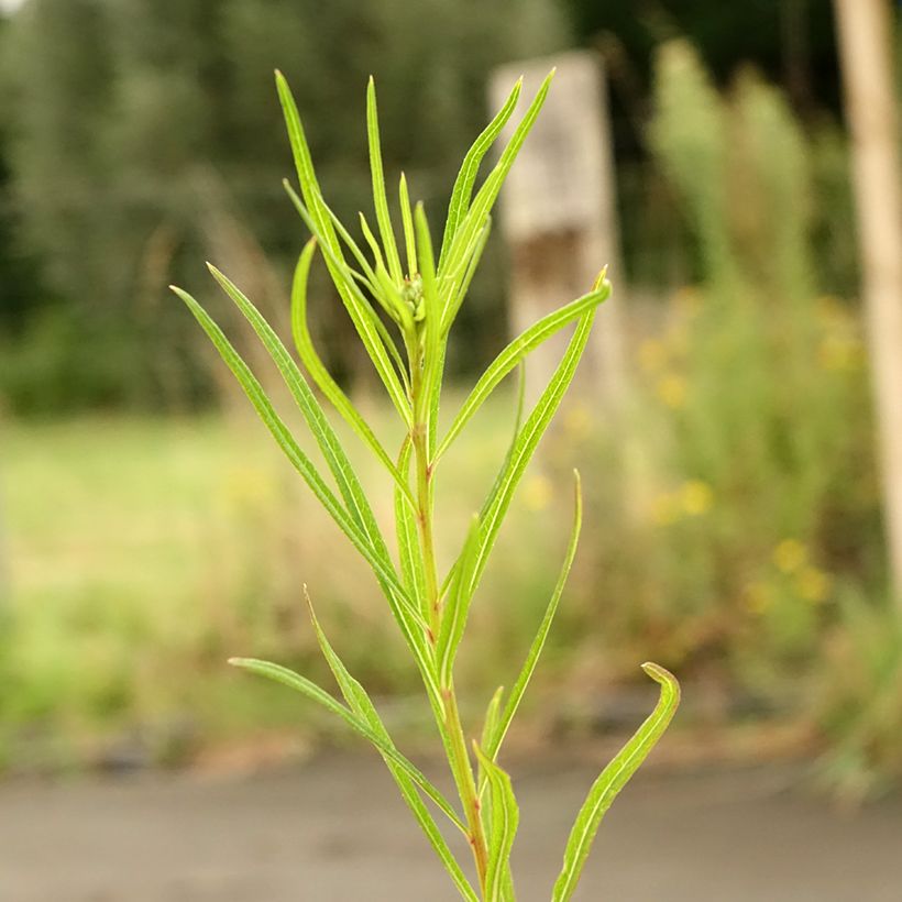 Vernonia lettermannii (Lehvistö)