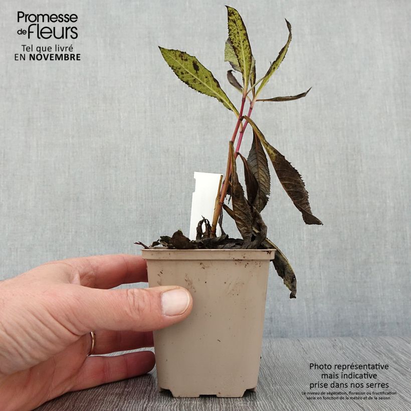 Esimerkki syksyllä toimitetusta Vernonia missurica 8/9 cm taimiruukku-taimesta