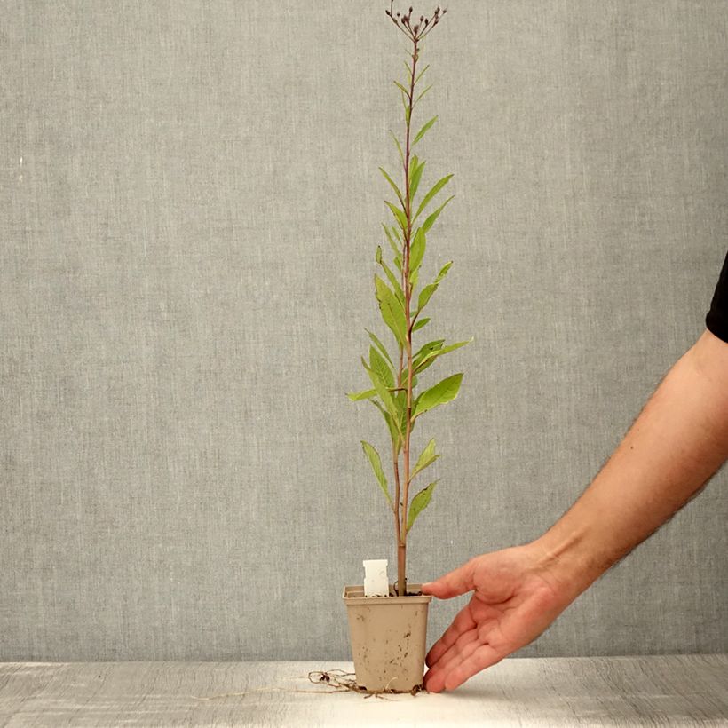 Esimerkki kesällä toimitetusta Vernonia missurica Godet de 8/9 cm-taimesta