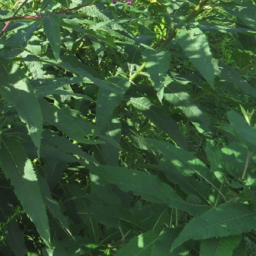 Vernonia missurica (Lehvistö)