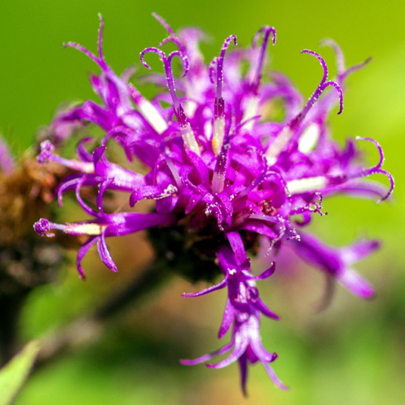 Vernonia missurica (Kukinta)