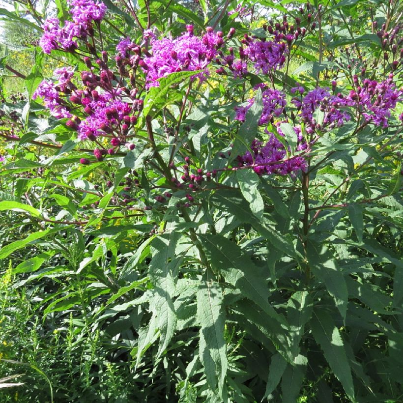 Vernonia missurica (Kasvutapa)