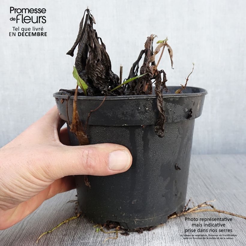 Esimerkki syksyllä toimitetusta Vernonia noveboracensis White Lightning 2 litran/3 litran ruukku-taimesta