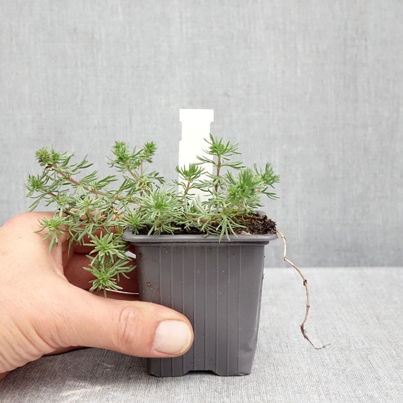 Esimerkki syksyllä toimitetusta Tädykkee - Veronica armena 8/9 cm taimiruukku-taimesta