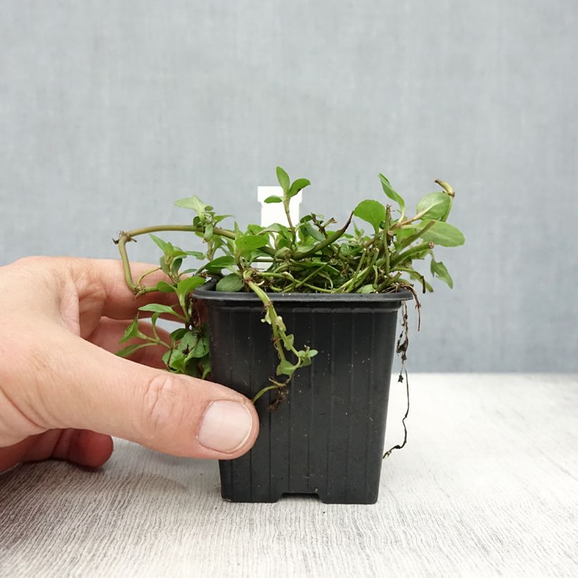 Esimerkki syksyllä toimitetusta Ojatädyke - Veronica beccabunga 8/9 cm taimiruukku-taimesta