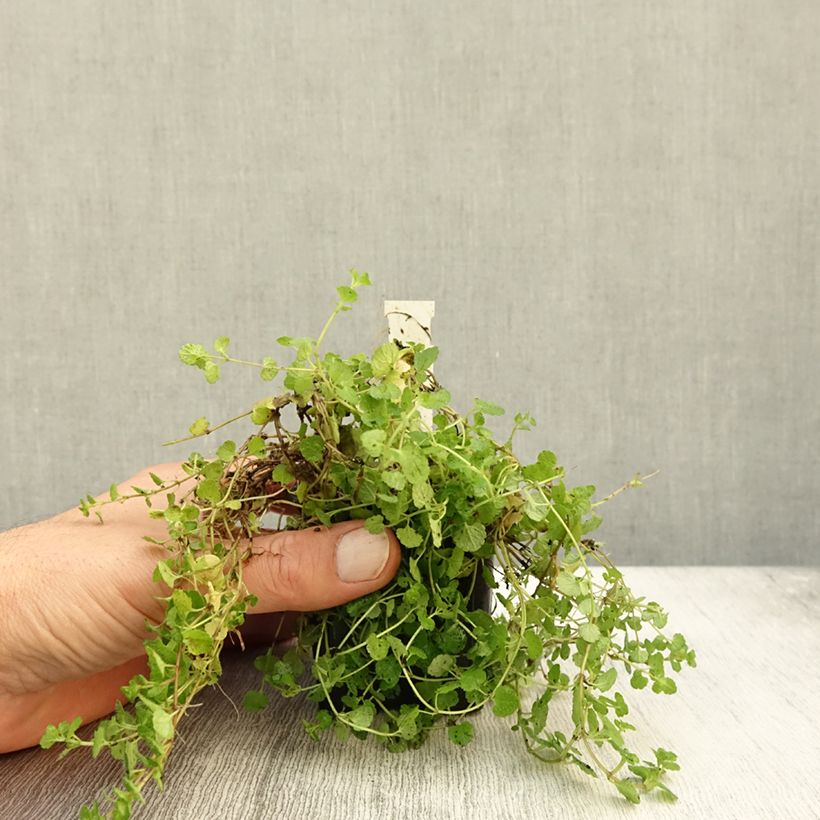 Esimerkki syksyllä toimitetusta Veronica filiformis - Véronique filiforme Godet de 8/9 cm-taimesta