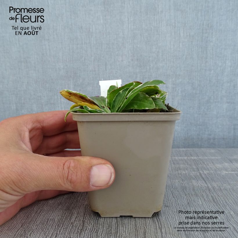 Esimerkki kesällä toimitetusta Unelmatädyke Variegata Godet de 8/9 cm-taimesta