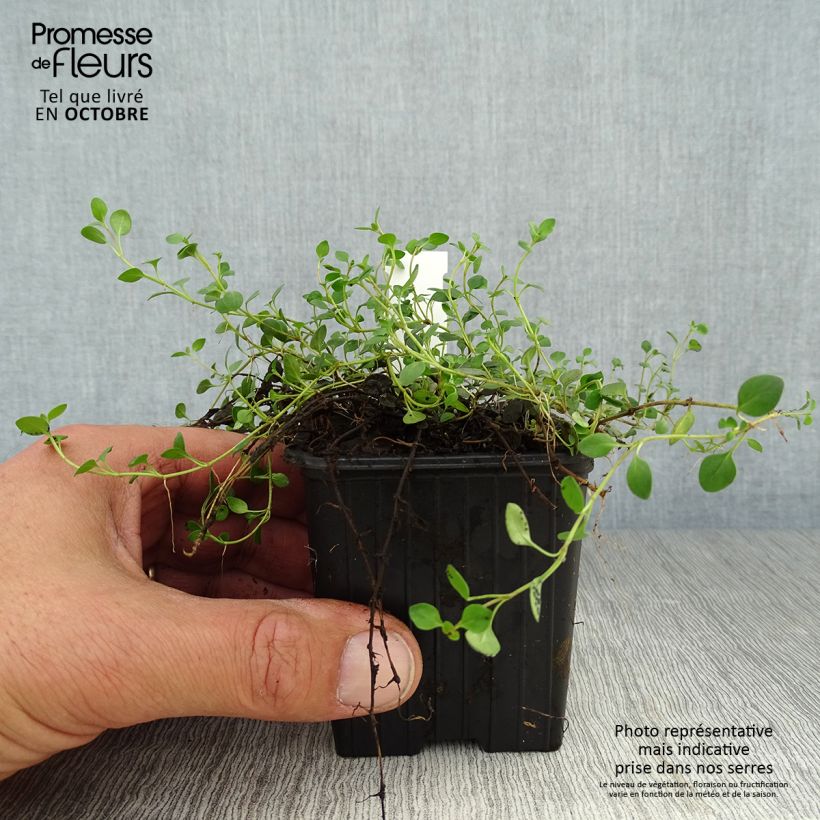 Esimerkki syksyllä toimitetusta Tädykkee - Veronica liwanensis 8/9 cm taimiruukku-taimesta
