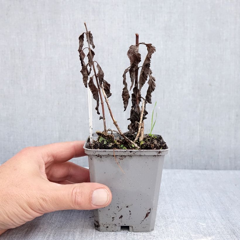 Esimerkki syksyllä toimitetusta Rantatädyke Blauriesin 8/9 cm taimiruukku-taimesta