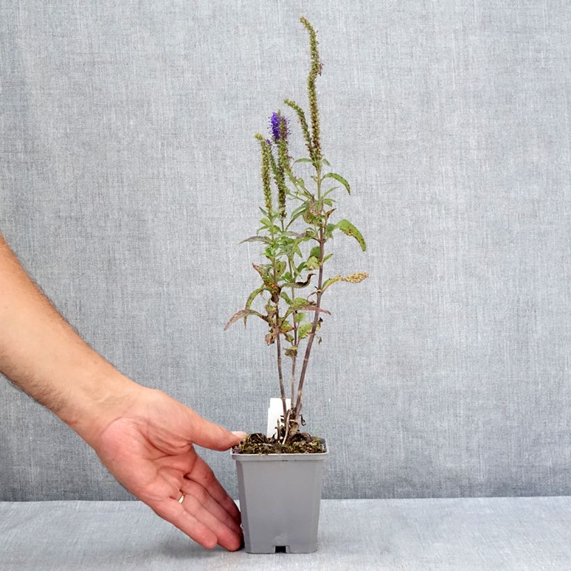 Esimerkki kesällä toimitetusta Rantatädyke Blauriesin Godet de 8/9 cm-taimesta