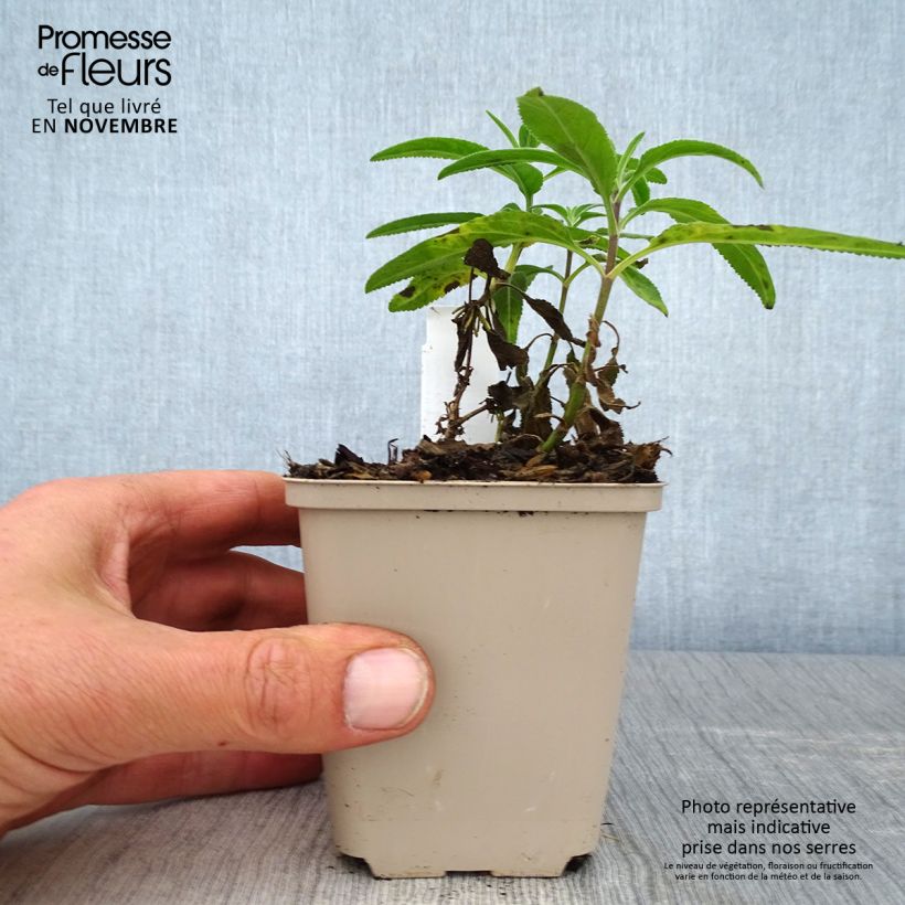 Esimerkki syksyllä toimitetusta Rantatädyke Candied Candle 8/9 cm taimiruukku-taimesta