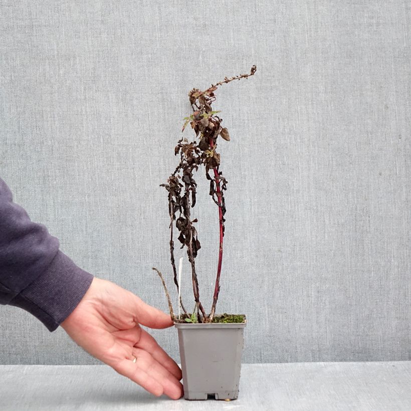 Esimerkki syksyllä toimitetusta Rantatädyke Pink Damask 8/9 cm taimiruukku-taimesta