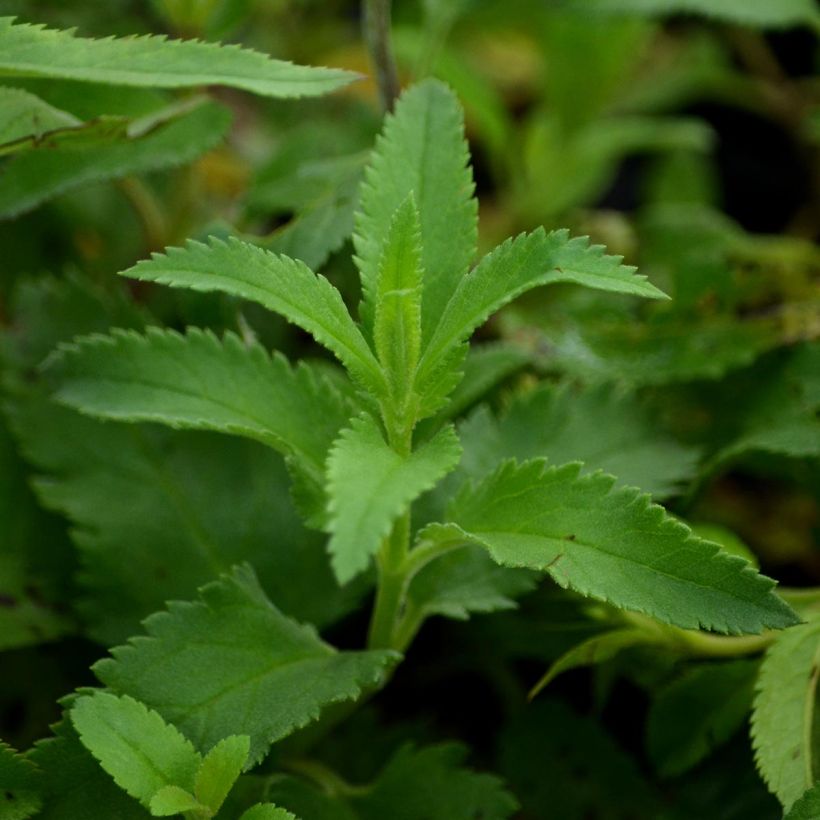 Rantatädyke - Veronica longifolia (Lehvistö)