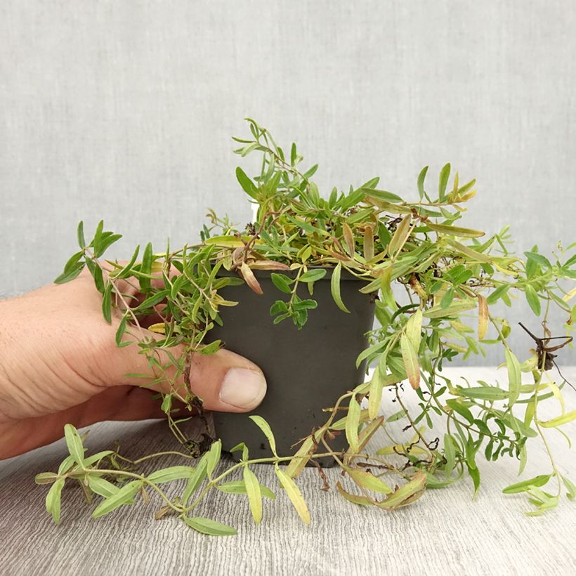 Esimerkki syksyllä toimitetusta Mätästädyke Alba 8/9 cm taimiruukku-taimesta