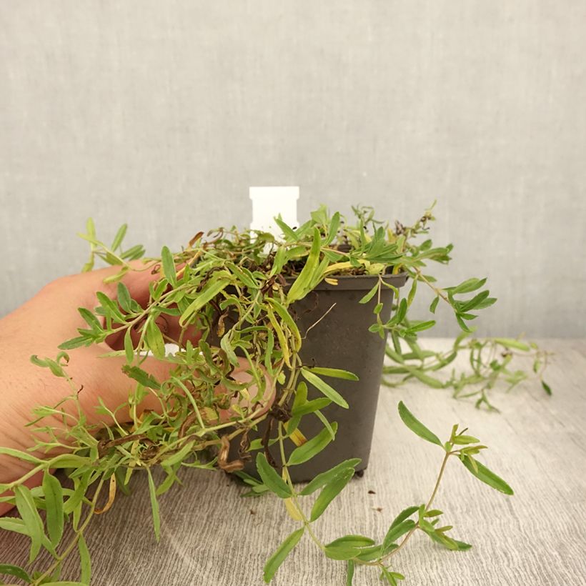 Esimerkki kesällä toimitetusta Mätästädyke Alba Godet de 8/9 cm-taimesta