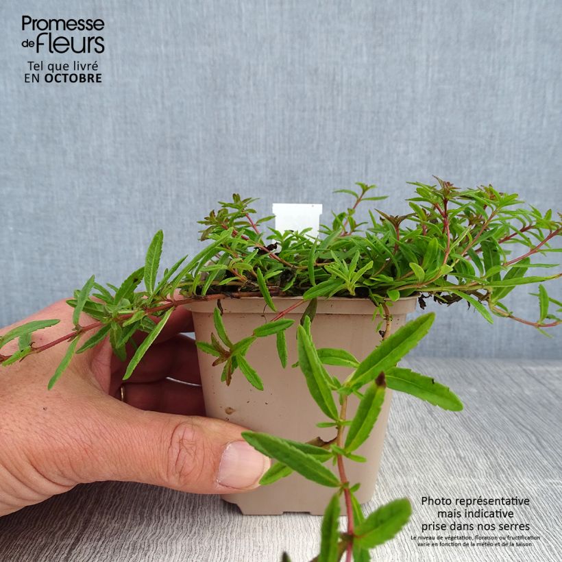 Esimerkki syksyllä toimitetusta Mätästädyke - Veronica prostrata 8/9 cm taimiruukku-taimesta