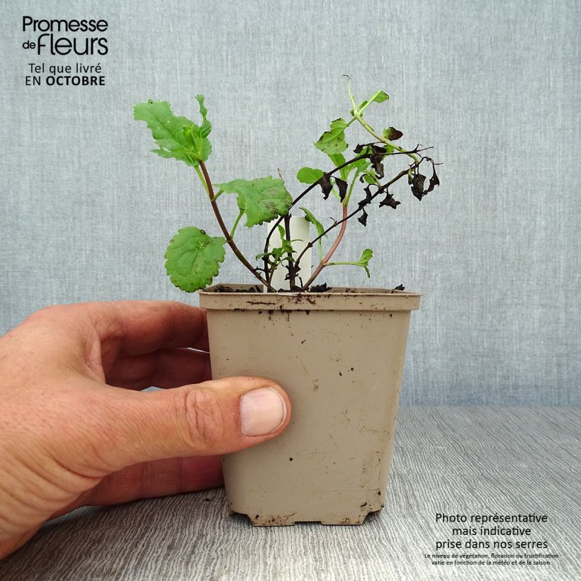 Esimerkki syksyllä toimitetusta Tädyke First Love 8/9 cm taimiruukku-taimesta