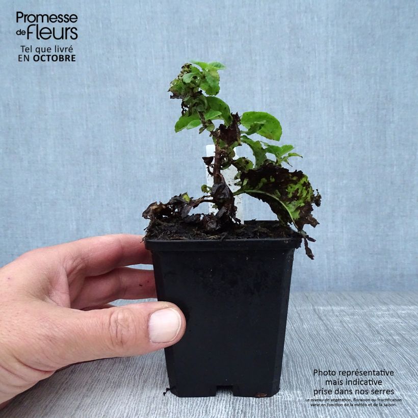 Esimerkki syksyllä toimitetusta Tädykkee Sunny Border Blue 8/9 cm taimiruukku-taimesta