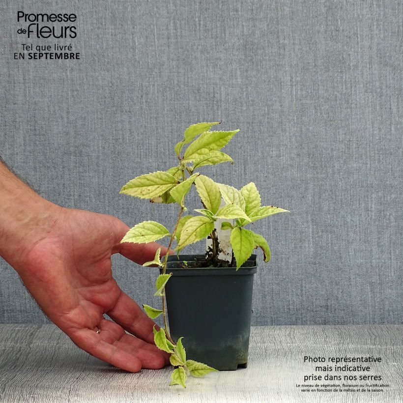 Esimerkki kesällä toimitetusta Veronicastrum villosulum Godet de 8/9 cm-taimesta