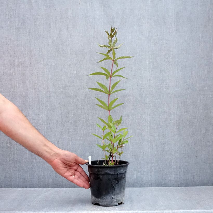 Esimerkki keväällä toimitetusta Virginiantädykkö Adoration Pot de 2L/3L-taimesta
